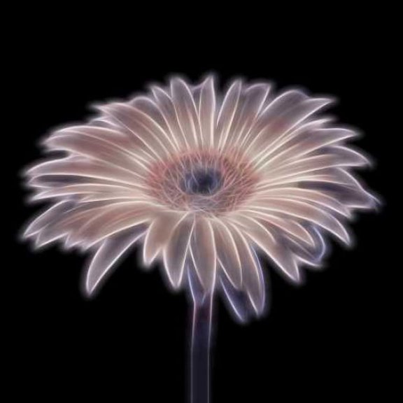 FTBR 1656 Gerbera Poster Print by Assaf Frank (12 x 12)