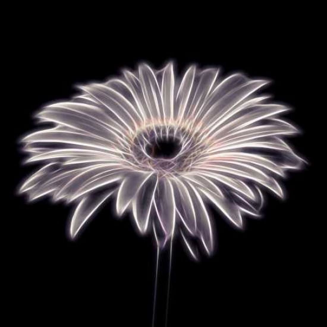 FTBR 1658 Gerbera Canvas Art - Assaf Frank (24 x 24)