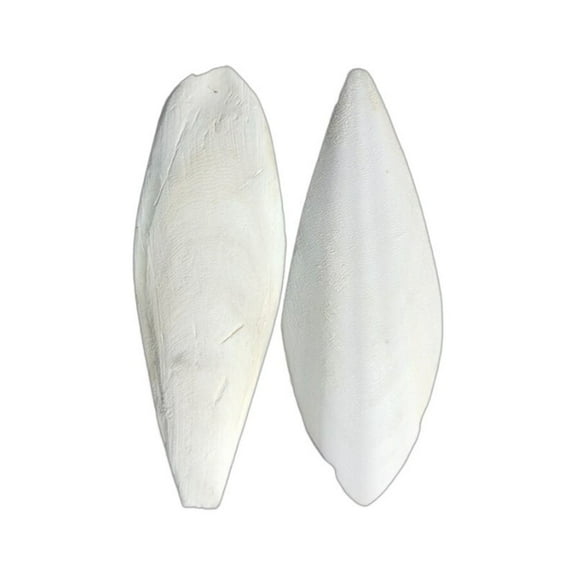FTsdfkl 1PC Bird Cuttlebone for Parakeets Natural Cuddle Bone, Chewing Cuttlefish Bone for Sharp Beaks Natural Birds Suitable for Parrot Cockatiels White(9-10cm)