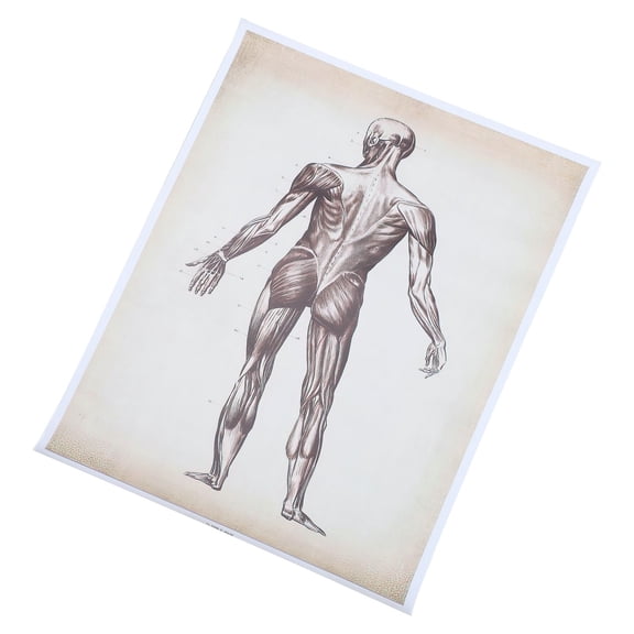 FUEENIRVA Anatomical Poster with Clear Human Skeleton Print on Canvas for Classroom Decoration