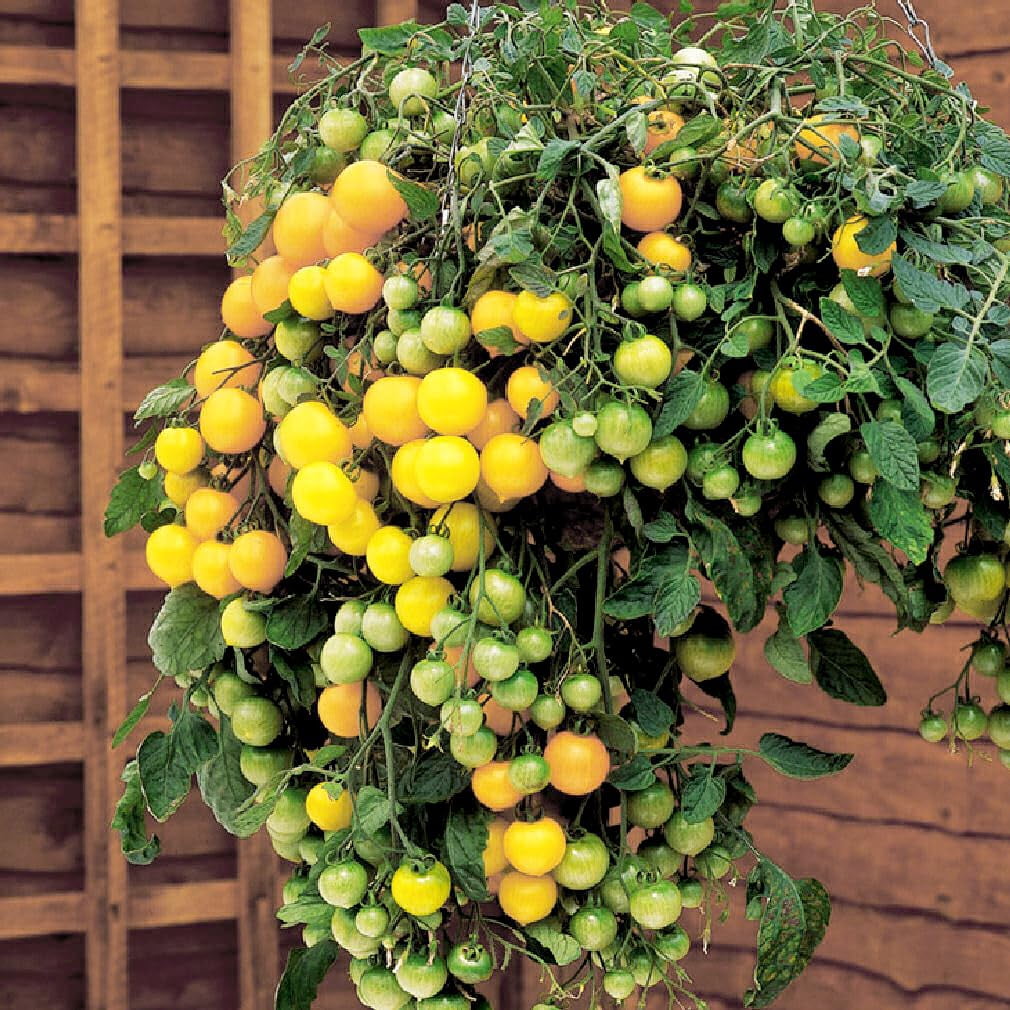 FUN AND GROW AJH3 SEEDS: Seeds Yellow Indoor Dwarf Tomato Determinate ...