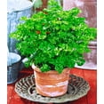FUN AND GROW SEEDS DHF10 Seeds Indoor Parsley Container Pots Balcony