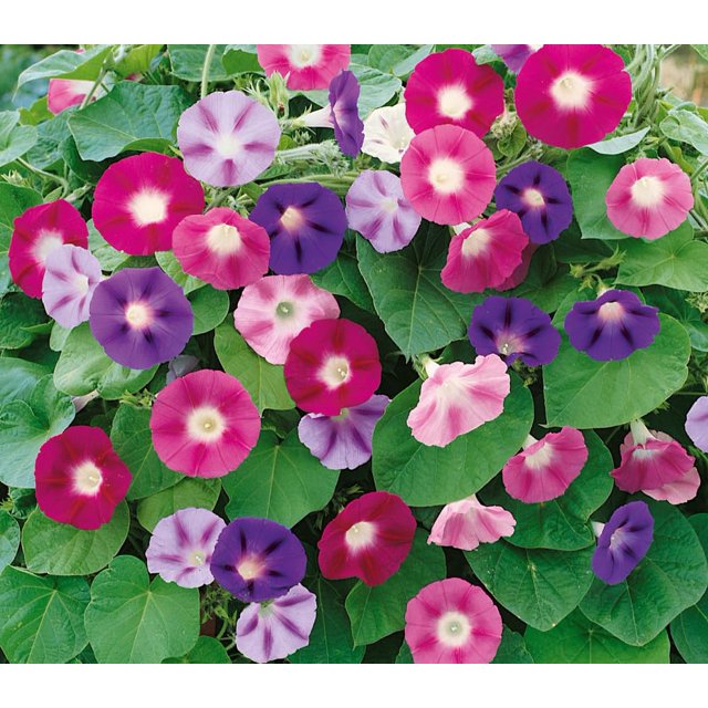 FUN AND GROW SEEDS MMF7 Seeds Common Morning Glory Purple Mix Annual