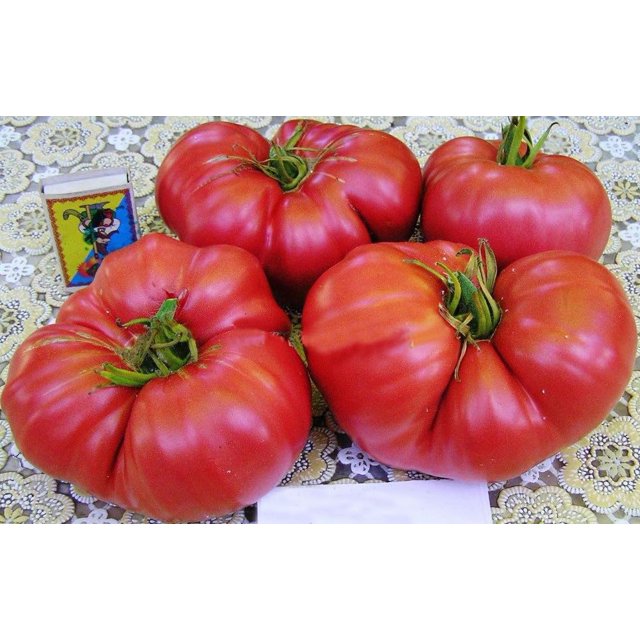 FUN AND GROW SEEDS OIF8 Seeds Bear Paw Beefsteak Tomato Indeterminate