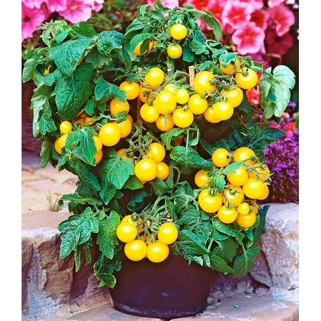 FUN AND GROW SEEDS Seeds Yellow Indoor Dwarf Tomato Determinate Non