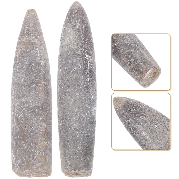 FUTUREORYY 2Pcs Belemnite Specimen Natural for Classroom Settings Home or Office Display