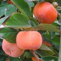 Chocolate Persimmon Tree – 24-36