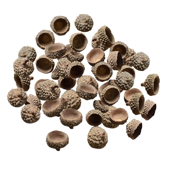 FVDPWYE 100Pcs Natural Acorns Real Acorns Caps Home DIY Christmas Natural Acorn Caps