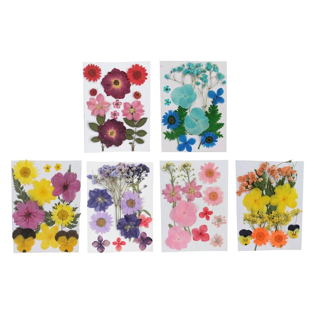 FVDPWYE 6Pcs Real Pressed Dried Flower Leaves for DIY Scrapbooking CardMaking Art Crafts