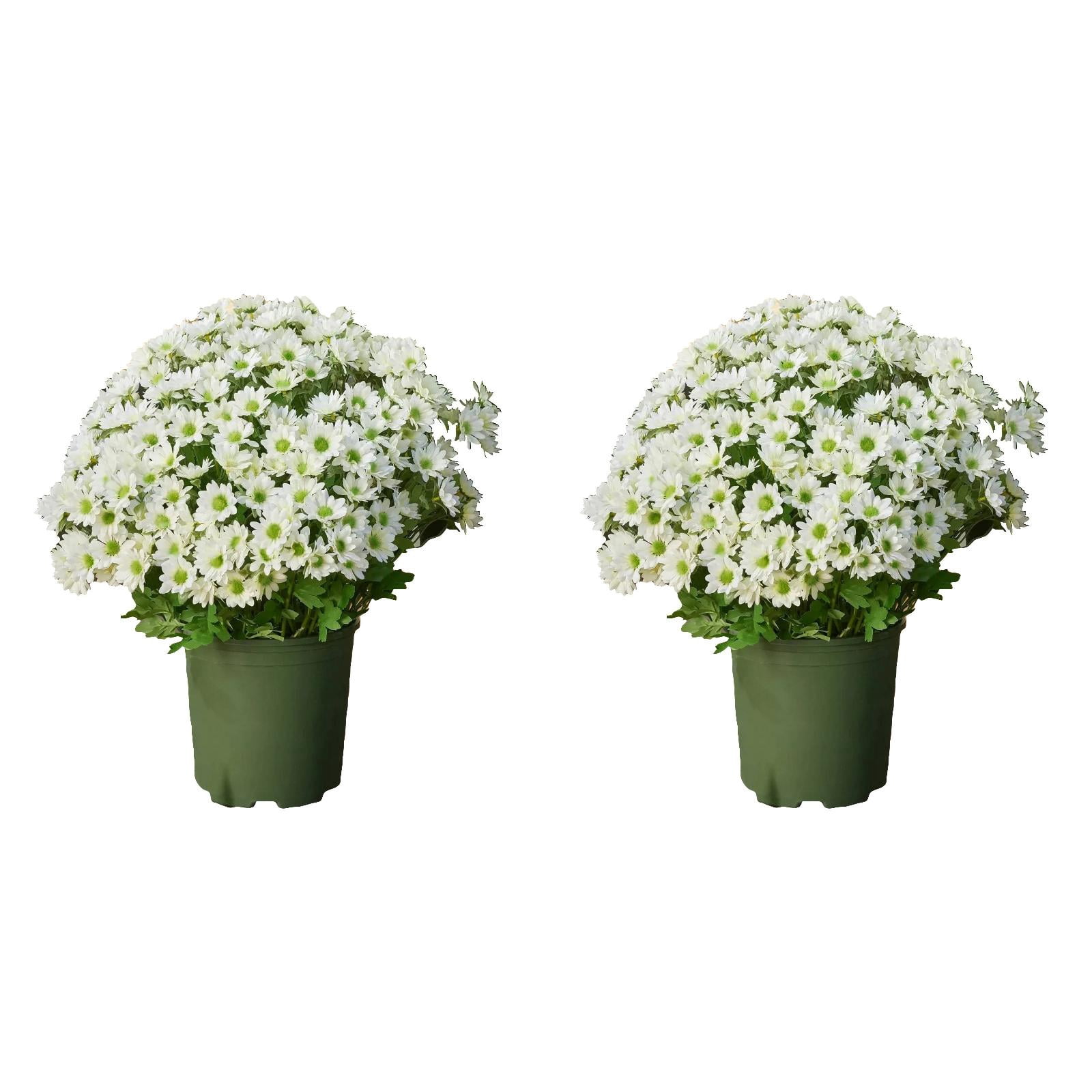 FXMLRLK Large Artificial Outdoor Sunset Mums Flowers UV Weather ...