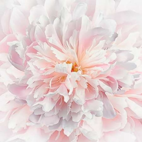 Fab Flowers Canvas Art - Cora Niele (24 x 24)