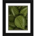 thumbnail image 1 of Fab Funky 12x14 Black Ornate Wood Framed with Double Matting Museum Art Print Titled - Aphelandri Leopoldi, 1 of 4
