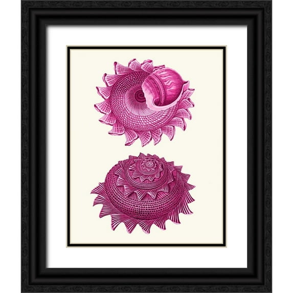 Fab Funky 12x14 Black Ornate Wood Framed with Double Matting Museum Art Print Titled - Pink Shells b