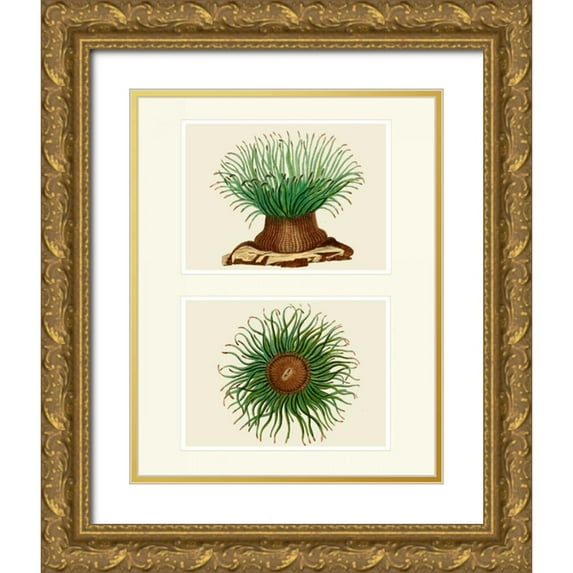 Fab Funky 15x18 Gold Ornate Wood Framed with Double Matting Museum Art Print Titled - Green Sea Anemone on 2 panels