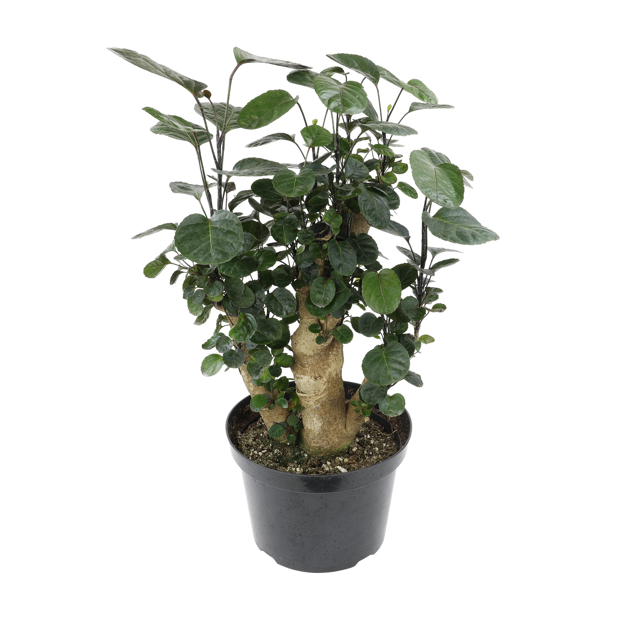 Aralia Fabian Stump Indoor Plant in Black Plastic Planter
