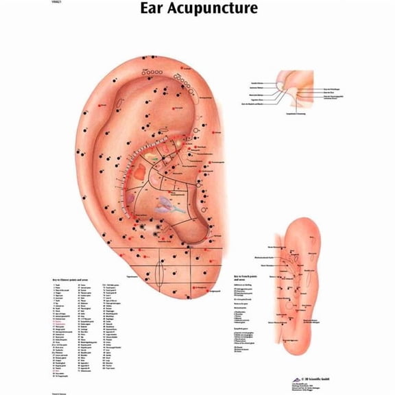 Fabrication B2138114 3B Anatomical Chart - Acupuncture Ear, Laminated