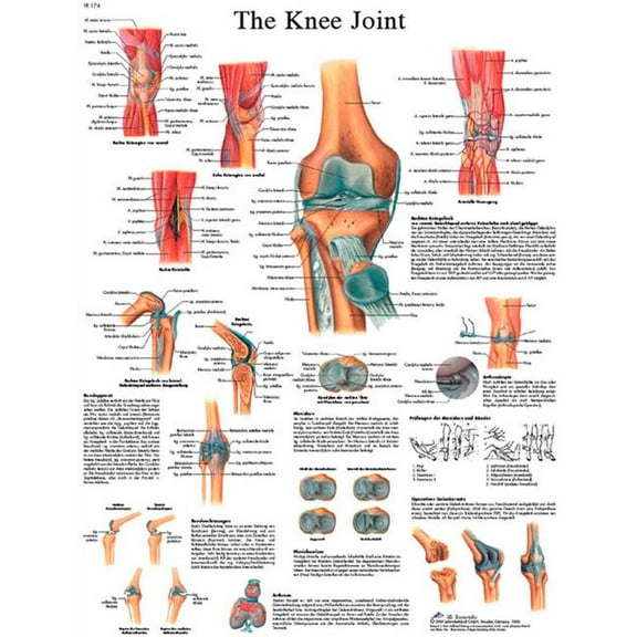 Fabrication B2137986 3B Anatomical Chart - Knee Joint, Sticky Back
