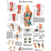 Fabrication B2137986 3B Anatomical Chart - Knee Joint, Sticky Back