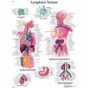 Fabrication B2137992 3B Anatomical Chart - Lymphatic System, Paper