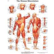 Fabrication B2138002 3B Anatomical Chart - Musculature, Laminated