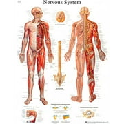 Fabrication B2138087 3B Anatomical Chart - Nervous System Chart, Paper