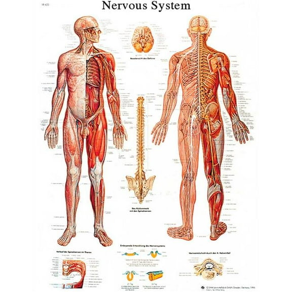 Fabrication B2138087 3B Anatomical Chart - Nervous System Chart, Paper