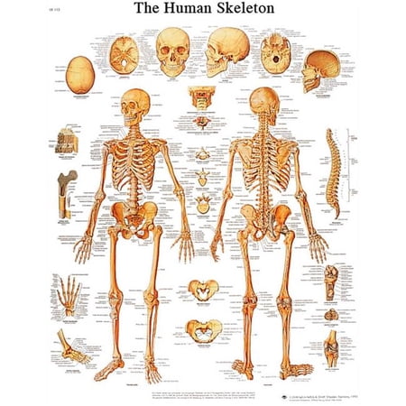 Fabrication B2138059 3B Anatomical Chart - Skeleton, Sticky Back