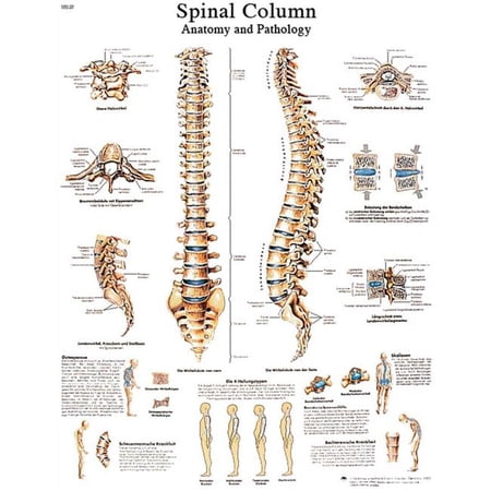 Fabrication B2138067 3B Anatomical Chart - Spinal Column, Sticky Back