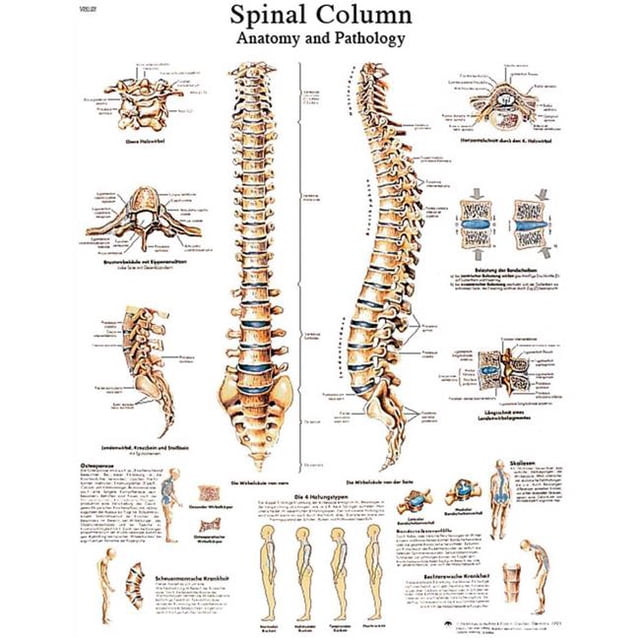 3B Scientific Lumbar Spinal Column Anatomical Model - Flexible Spine Model For Demonstration