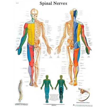 Fabrication B2138095 3B Anatomical Chart - Spinal Nerves, Sticky Back