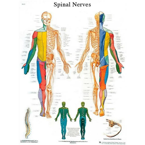 Fabrication B2138095 3B Anatomical Chart - Spinal Nerves, Sticky Back