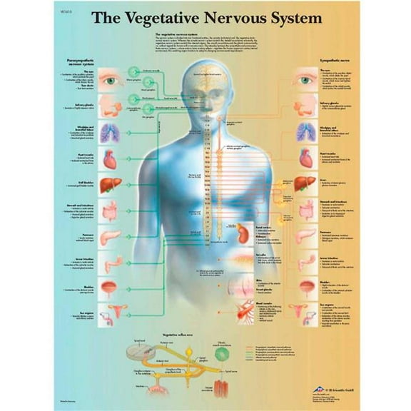 Fabrication B2138096 3B Anatomical Chart - Vegetative Nervous System, Laminated