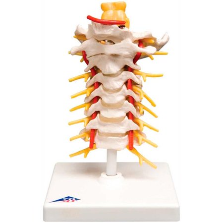 Fabrication 3B Anatomical Model - Cervical Spinal Column