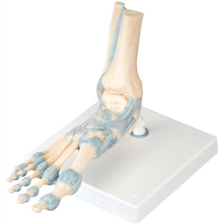 Fabrication 3B Anatomical Model - Foot Skeleton with Ligaments