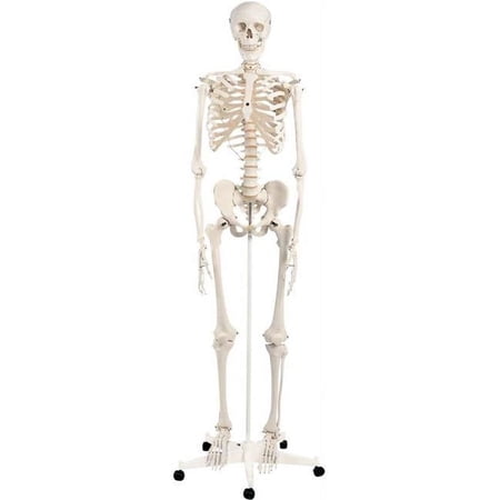 Fabrication B2138056 3B Anatomical Model - Stan The Classic Skeleton on Roller Stand