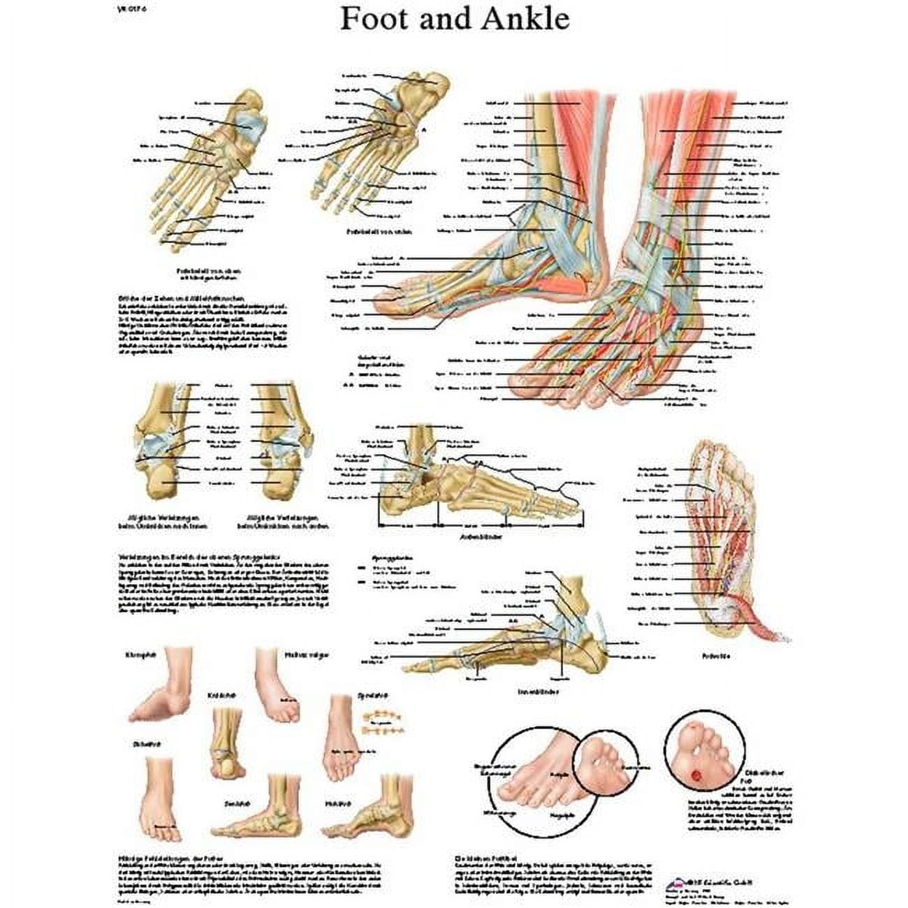 Foot Ankle Anatomy