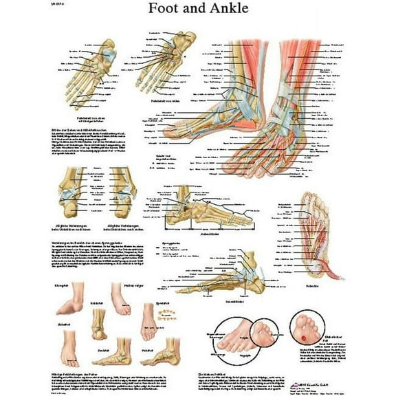 Fabrication B2138147 3B Anatomical Chart - Foot & Ankle, Sticky Back
