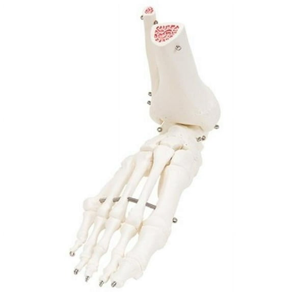 Fabrication Enterprises 12-4585R Anatomical Model - Loose Bones Right Foot Skeleton with Ankle