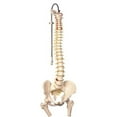 thumbnail image 1 of Fabrication Enterprises  Anatomical Model - Classic Flexible Spine with Femur Heads, 1 of 1