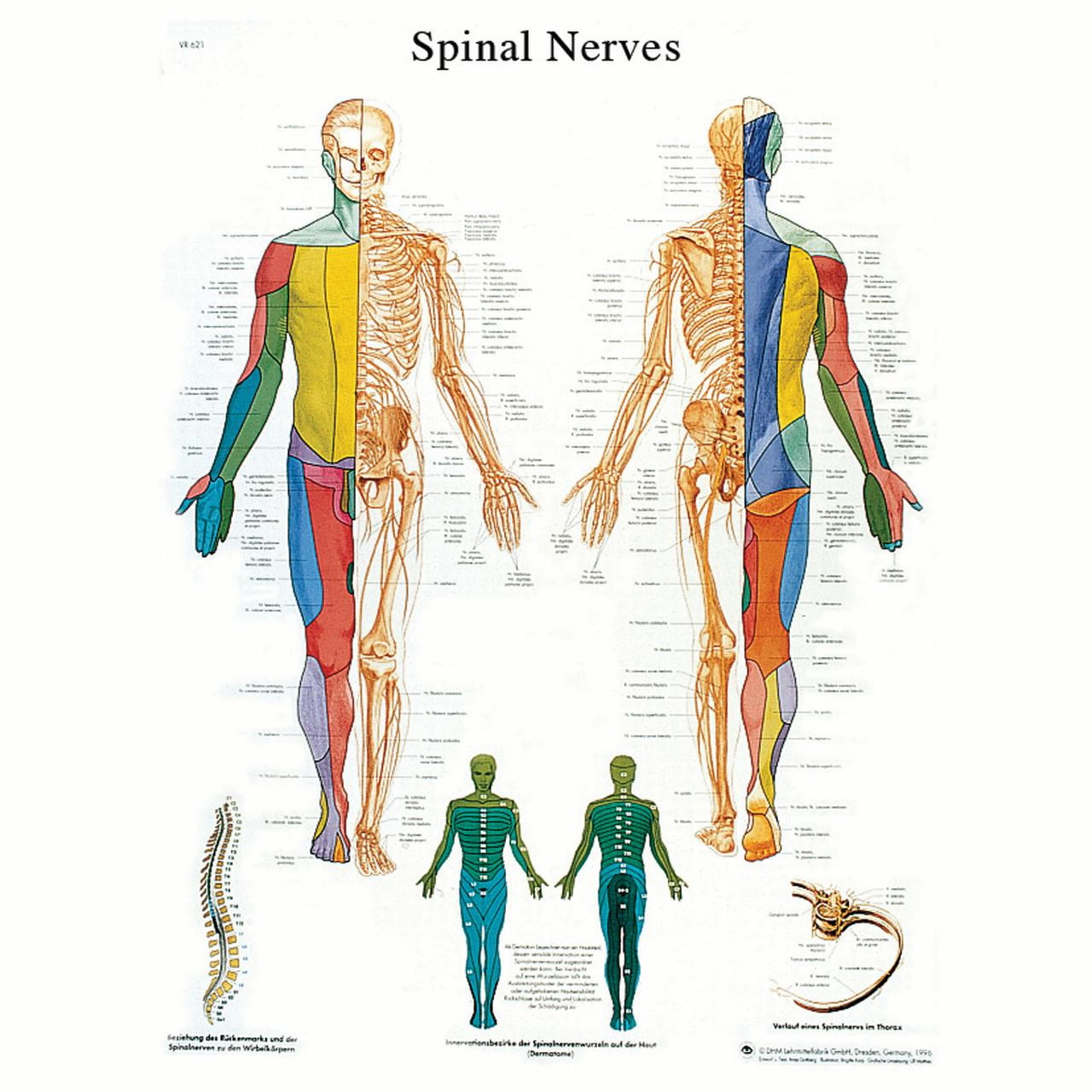 Fabrication Laminated Spinal Nerves Anatomical Wall Chart