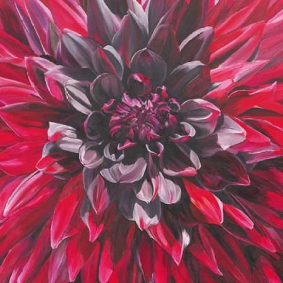 Fabulous Black Wizard Dahlia Canvas Art - Sarah Caswell (24 x 24)