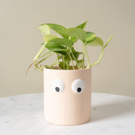 Face of Green Planter
