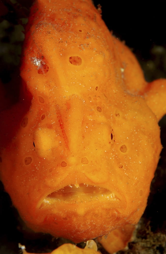 Face shot of an orange frogfish North Sulawesi Indonesia Canvas Art - Mathieu MeurStocktrek Images (23 x 35)