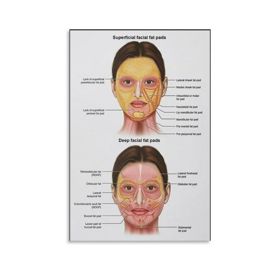 Facial Fat Pads Poster Face Anatomy Esthetician Plastic Medical Knowledge Canvas Art Aesthetic And Wall Art Picture Decor Poster