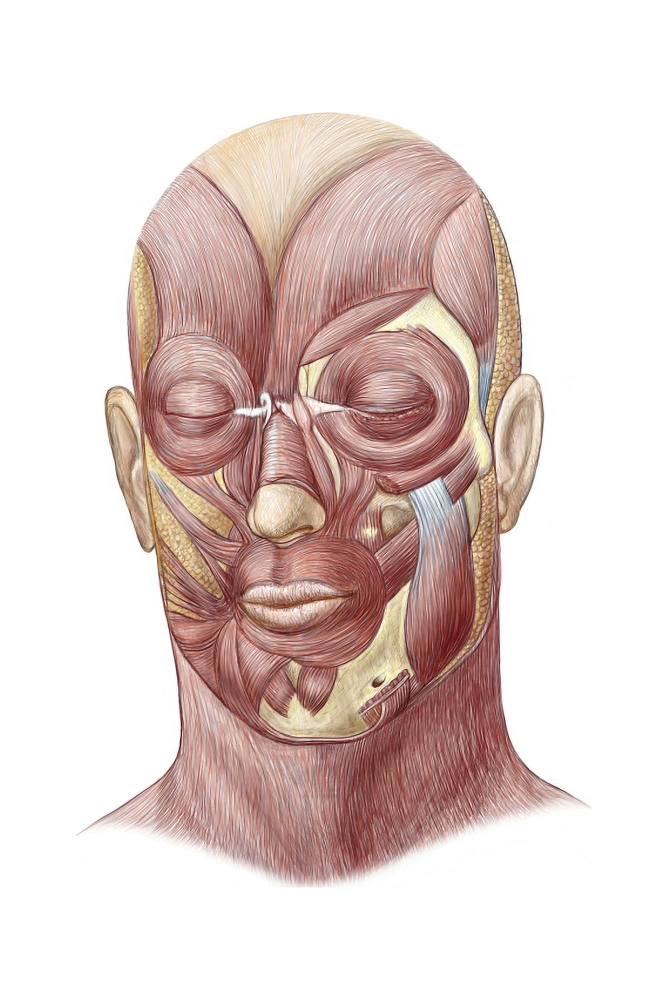 Facial muscles of the human face Canvas Art - Stocktrek Images (23 x 34)