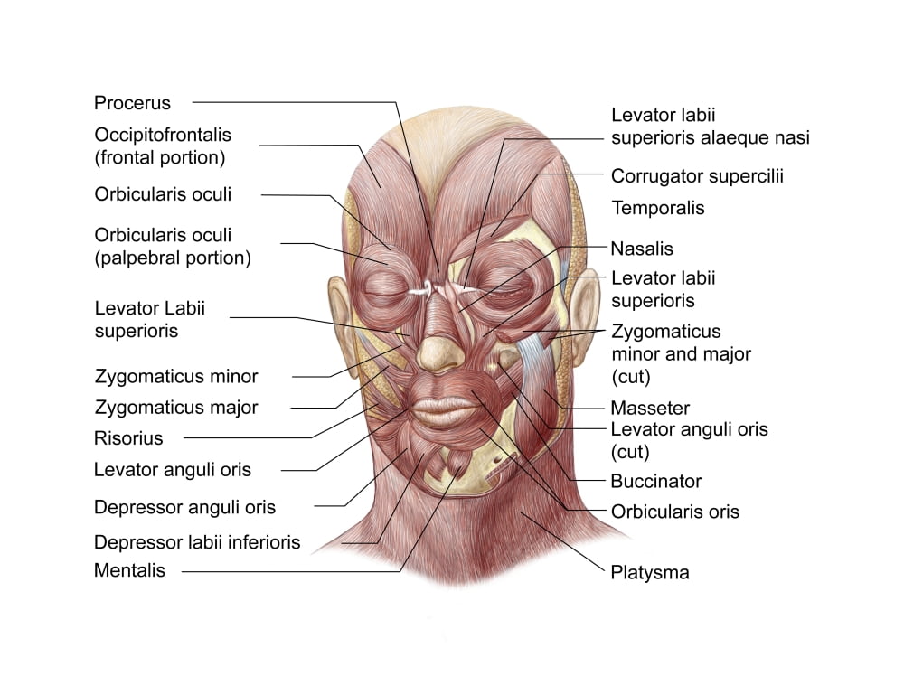 Facial muscles of the human face (with labels) Canvas Art - Stocktrek Images (32 x 25)