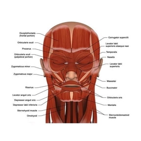 Facial muscles of the human head Poster Print