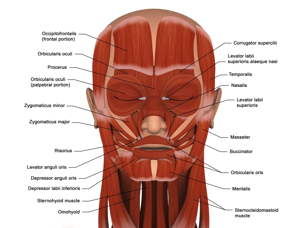 Facial muscles of the human head (with labels) Canvas Art - Stocktrek Images (17 x 13)