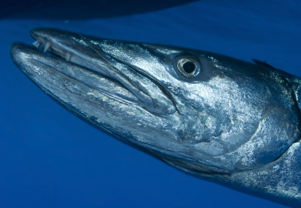 Facial view of a great barracuda Kimbe Bay Papua New Guinea Canvas Art - Steve JonesStocktrek Images (35 x 24)
