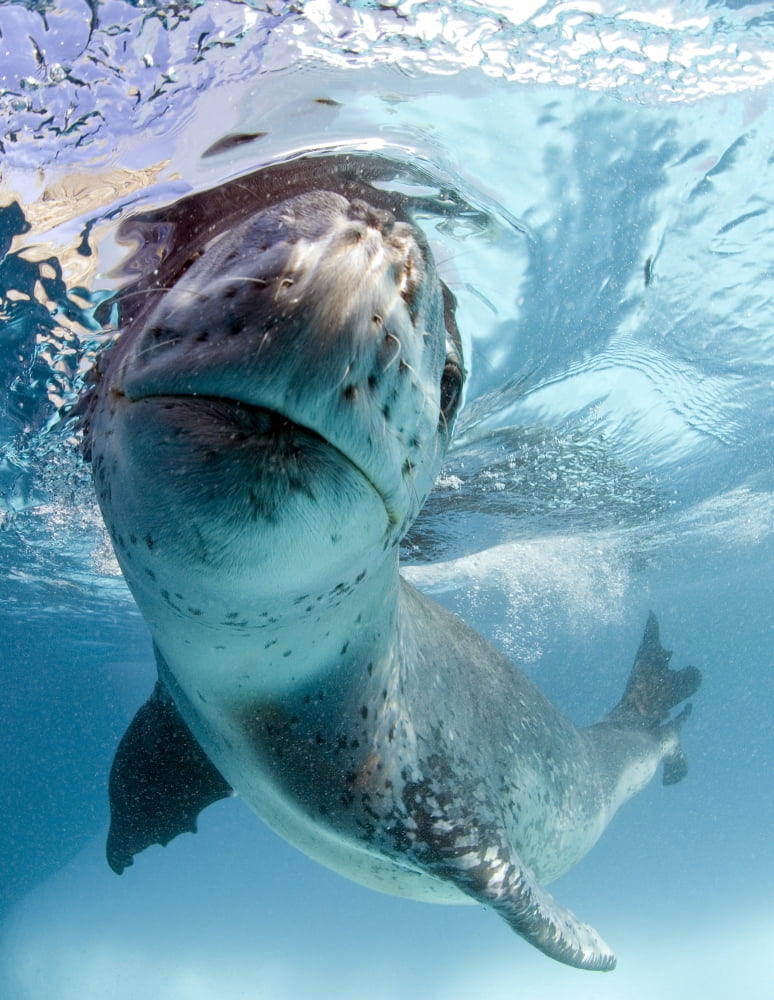 Facial view of a leopard seal Astrolabe Island Antarctica Canvas Art - Steve JonesStocktrek Images (13 x 16)